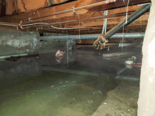 Best Professional water damage repair  in Coldstream, OH