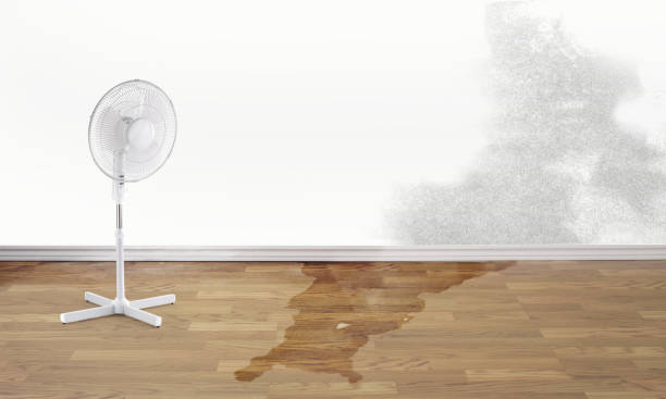 Best Carpet water damage restoration  in Coldstream, OH
