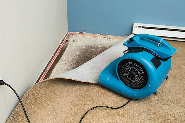 Best Basement water damage restoration  in Coldstream, OH